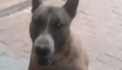 Bom preço " Bull terrier Fêmea" a ultima de cor castanha 45 dias