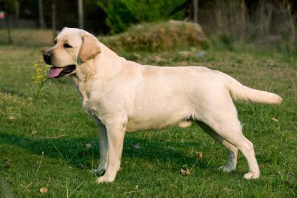 Labrador retriever ( brancos)